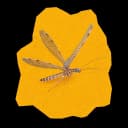 Lacewing accent